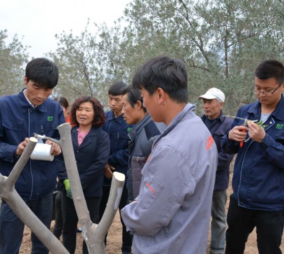 公司從產(chǎn)業(yè)鏈起始端著手，引進(jìn)良種優(yōu)苗，繁育基地苗圃，優(yōu)化樹(shù)種，以?xún)?yōu)質(zhì)的橄欖樹(shù)苗為生產(chǎn)特級(jí)初榨橄欖油提供基礎(chǔ)保障。在以自建萬(wàn)畝國(guó)家標(biāo)準(zhǔn)化油橄欖..